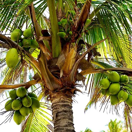 Villa Nakär - Oceanfront Luxury Villa in Playa Amatecampo, El Salvador-2